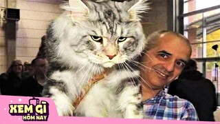 10 Giống Mèo ĐẮT NHẤT HÀNH TINH | Chỉ "Con Sen" Đại Gia Mới Đủ Trình Nuôi Boss | Xem gì hôm nay