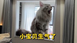 毛球儿不见了@爱鼓捣的邢志磊