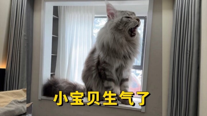 毛球儿不见了@爱鼓捣的邢志磊