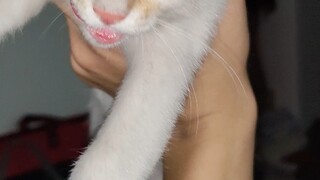The kitten tried to break in and force its way into my home!