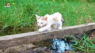 Tiny kittens experiences farming for the first time