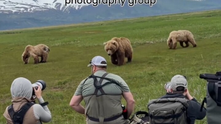 المراقبة عن قرب للدب العملاق في شبه الجزيرة، الدبة الأم تُحضر صغيرها أمام فريق التصوير
