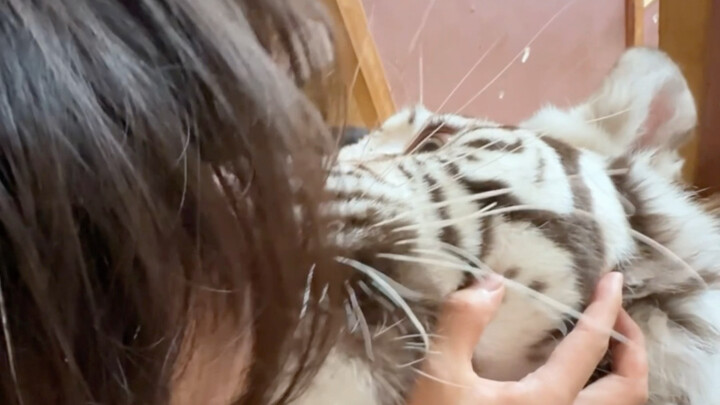 Do you love Dad more or Mom more? Little Zebra