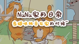 NuNu家的日常 当猫咪独自在家的时候