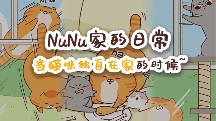 NuNu家的日常 当猫咪独自在家的时候