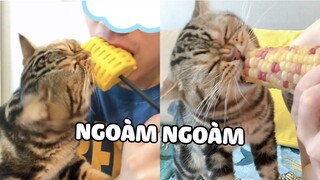 Bảo giảm cân mà ăn thế này thì thành hêu mất 🤣  | Pets TV