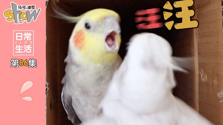 Jangan pernah pelihara dua burung beo sekaligus, kalau enggak, mereka bakal berantem rebutan mainan 