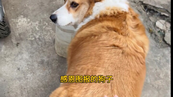 What a grateful and reciprocating dog!
