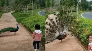 The little girl shouted in the park that the peacock was spreading its tail, and the next second an 