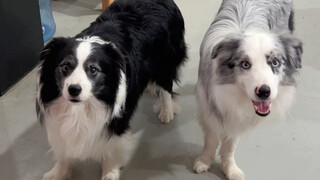 Different Border Collies when they hear what I say