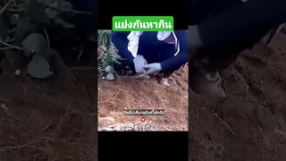 แย่งกันหากิน