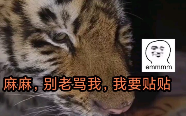 ลูกเสือสมองน้อยป่วยขอแปะๆ