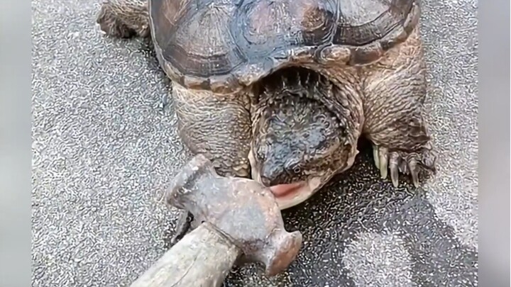 วันนั้น สัตว์น้อยก็หวนคิดถึงความหวาดกลัวที่ถูกมนุษย์ครอบงำอีกครั้ง