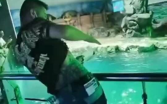 Anjing laut: Ada yang datang menantang?