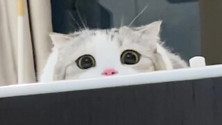 I finally understand why mice are afraid of cats.