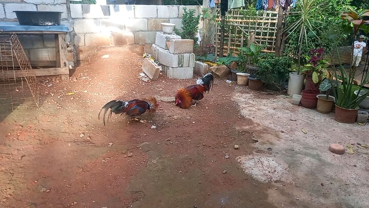 Ayun balda pakpak. Lesson learn wag ibitaw sa cock ang stag😅 #sabong#cockfighting
