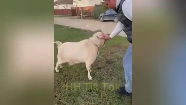 kumpulan video lucu bikin tertawa🤣🤣🤣