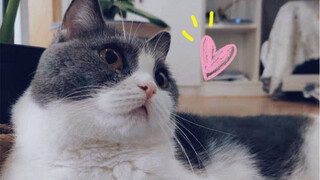 [Xiao Zhan] Hidup lebih buruk dari serial kucing |. Kehidupan sehari-hari blogger hewan peliharaan y