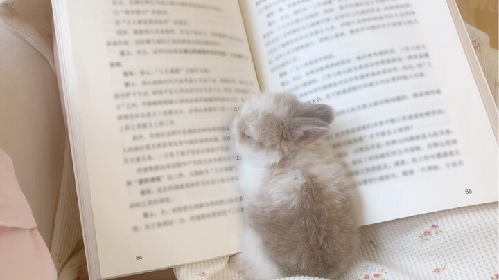 [Động vật]Thỏ tai cụp cute nằm trong sách của bạn
