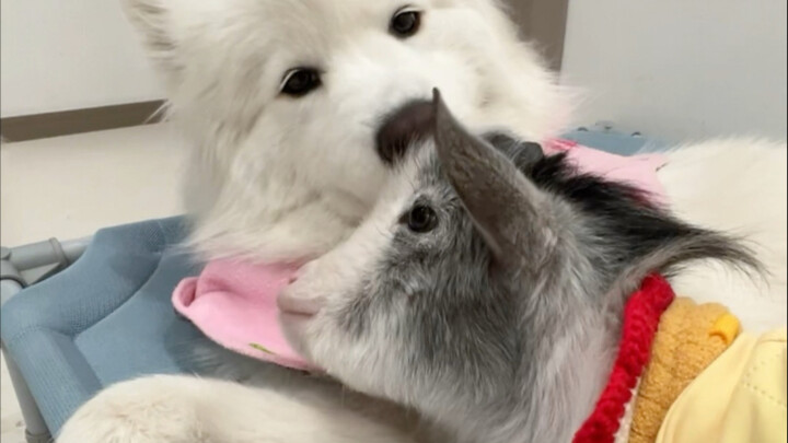 This is a long-planned video!!! It records the year 2024 when the lamb was raised by the dog~