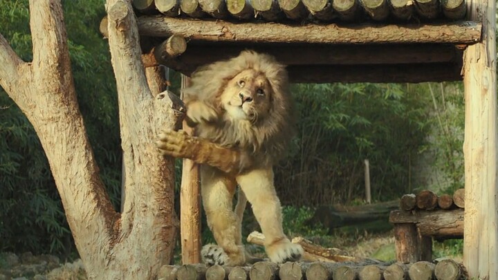 There are no animals at the zoo—just people in disguise. The beautiful vet gets itchy as soon as she