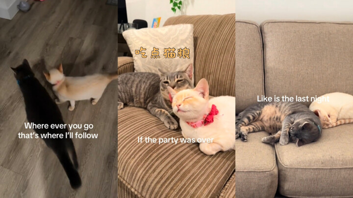 กินอาหารแมวหน่อย🥺💓