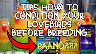 How to condition your Lovebirds before breeding| Deworming, Delouse, Bacterial flushing.