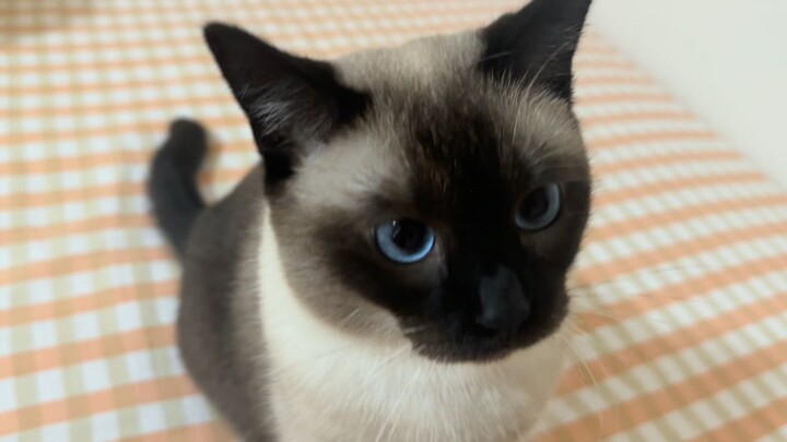 Kok Bos Tidak Menyentuh Kucing Juga