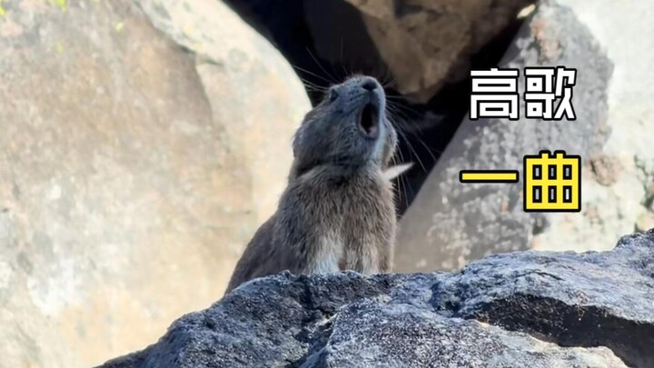 Those Unique Animal Sounds!