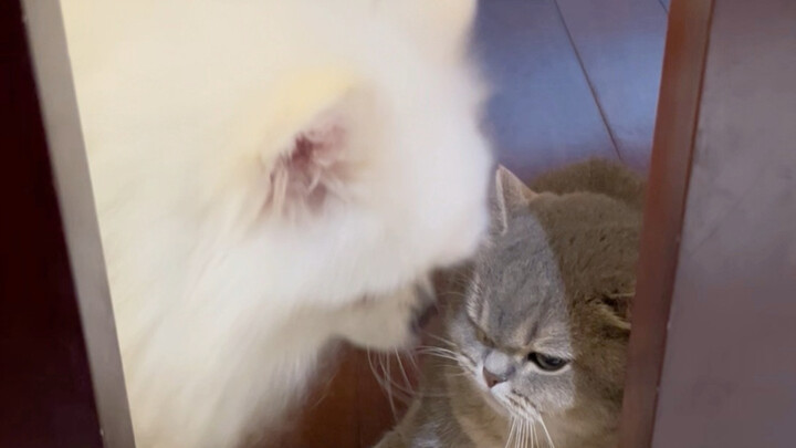 น้องหมาได้ถิ่นที่อยู่ถาวรแล้ว