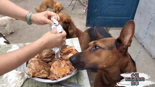 A kind-hearted person bought 10 roasted chickens for the dogs. It's the dogs' first time eating them