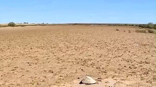 A sea turtle was trapped on the shore after the tide receded. It might have died if it had been expo