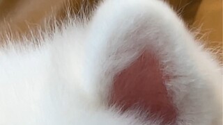 These thick ears must taste good.