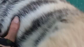 东北虎幼崽特别粘人！