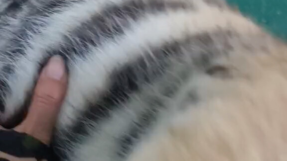 东北虎幼崽特别粘人！