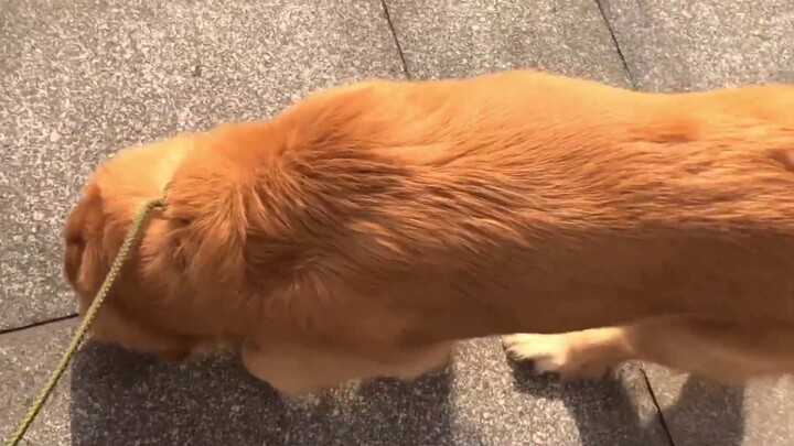 The daily life of raising a kiwi golden retriever. Honey is fat~