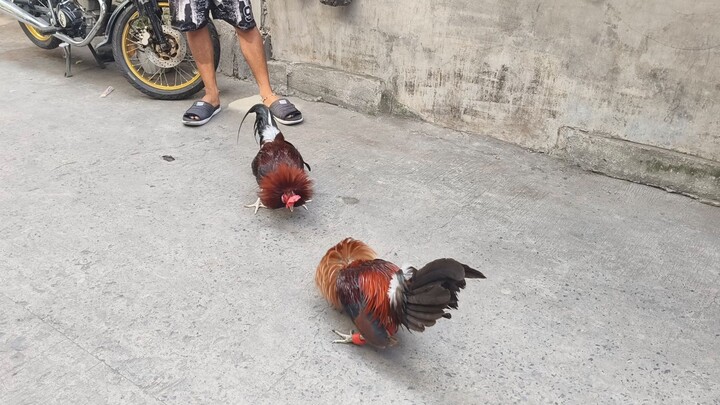 Papawis muna