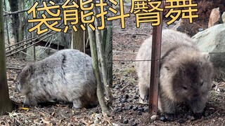 无论何时何地，抖臀舞都是袋熊一生的必修课