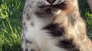 The "silly" snow leopard holds its own tail tightly in its mouth