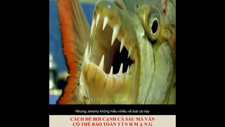 cách bơi cạnh cá sáu mà vẫn có thể bảo toàn tính mạng || giải trí mỗi ngày