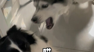 Don't push a foodie dog to its limits.