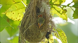 Cute Nesting BROWN-THROATED SUNBIRD Chicks