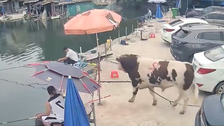 วัว: ฉันช่วยทุกคนสร้างรังหน่อย