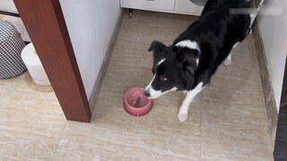 ลูกสุนัข: อุ๊ย นี่ชั้นเรียนคณิตศาสตร์นะ