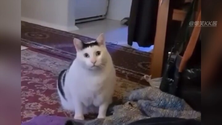 How many of these mischievous meme cats do you recognize?