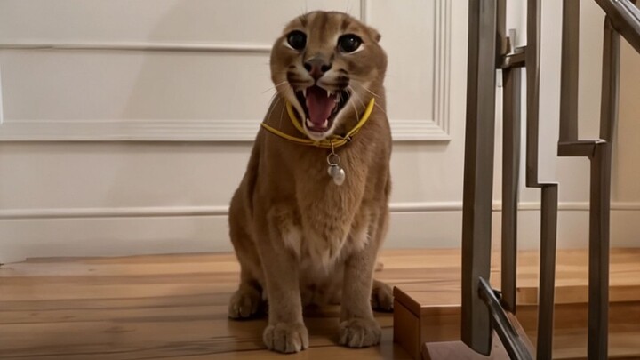 Mengapa kucing caracal selalu mengembuskan napas? Kapan kucing caracal tidak mengembuskan napas?