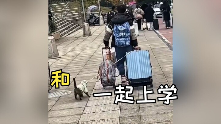 “The Days of Going to School with My Cat”