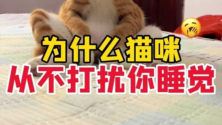 Tại sao mèo con không bao giờ làm phiền chủ khi ngủ?