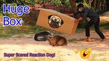Scaring Dogs! Dog Prank with Big Box - Best Reaction