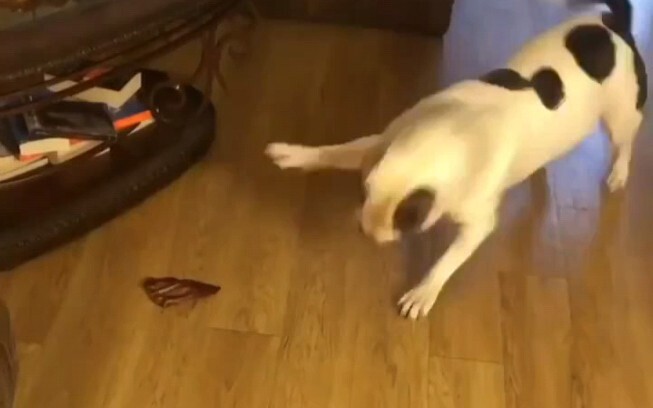 Funny Animal Compilation